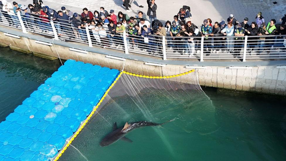 Tiburón famoso se niega a salir de canal en Corea del Sur