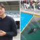 Tercer intento de rescate de tiburón varado en Corea del Sur