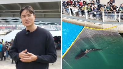 Tercer intento de rescate de tiburón varado en Corea del Sur