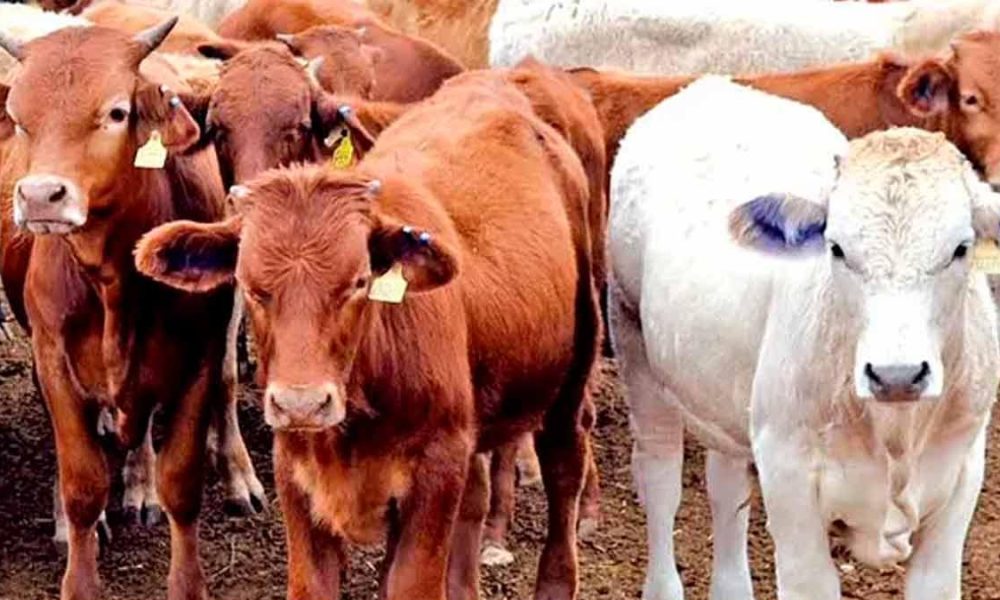 Brote de gusano barrenador en Tapachula por tráfico de ganado ilegal