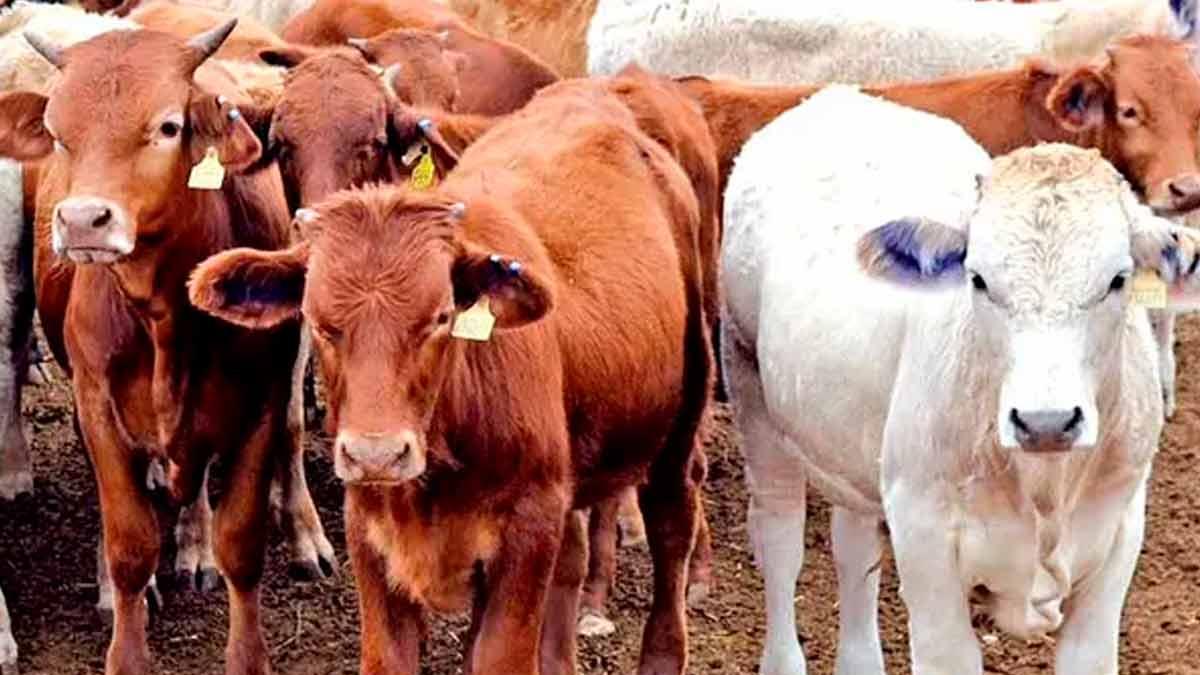 Brote de gusano barrenador en Tapachula por tráfico de ganado ilegal