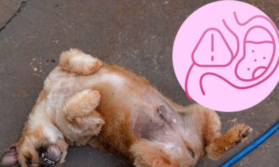Identificación de torsión gástrica en perros y sus síntomas