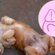 Identificación de torsión gástrica en perros y sus síntomas