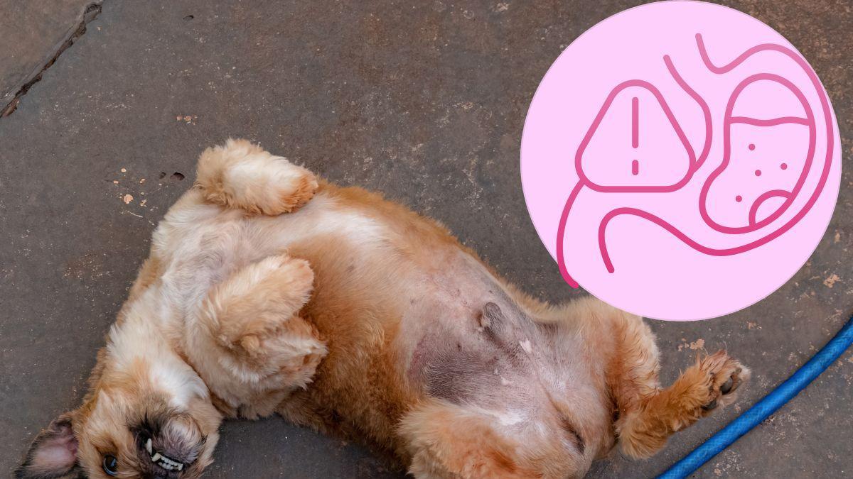 Identificación de torsión gástrica en perros y sus síntomas