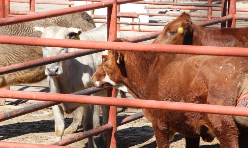 Rastro de Ciudad Juárez sacrifica más de 2 mil animales durante septiembre