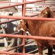 Rastro de Ciudad Juárez sacrifica más de 2 mil animales durante septiembre