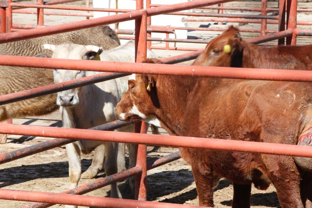 Rastro de Ciudad Juárez sacrifica más de 2 mil animales durante septiembre