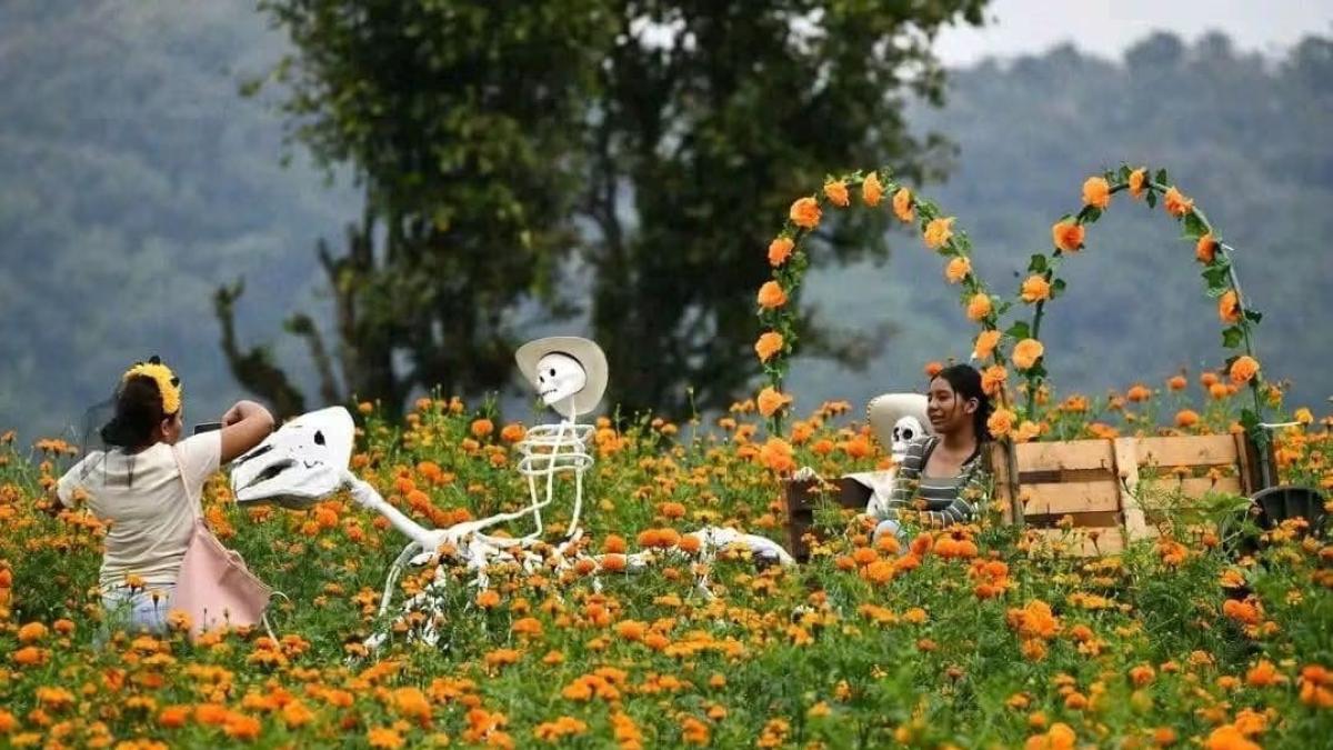 San Pablo Coapan atrae turistas con 25 hectáreas de cempasúchil