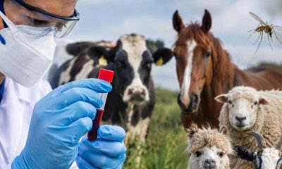 Francia reporta primer caso humano del virus Shamonda; paciente falleció