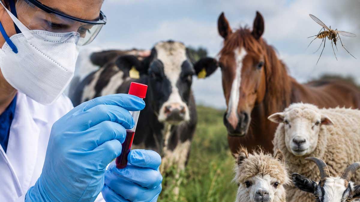 Francia reporta primer caso humano del virus Shamonda; paciente falleció