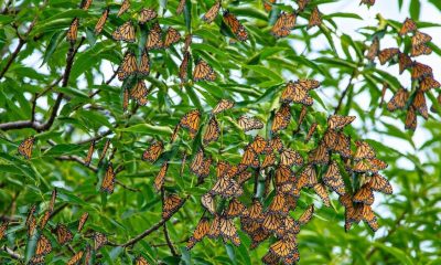 Mariposas Monarca se acercan a santuarios en Edomex y Michoacán