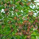 Mariposas Monarca se acercan a santuarios en Edomex y Michoacán