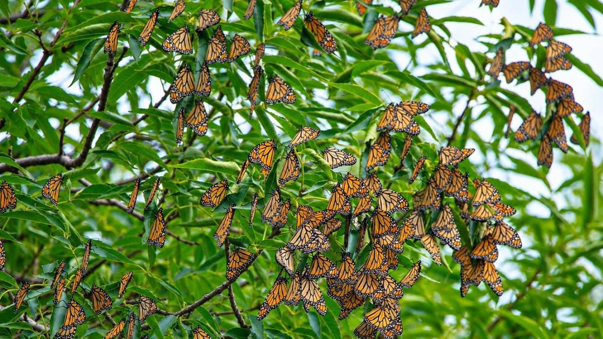 Mariposas Monarca se acercan a santuarios en Edomex y Michoacán