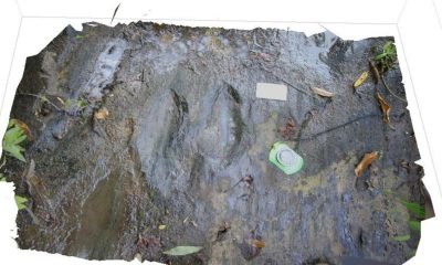 Descubren 50 huellas de dinosaurios en Michoacán