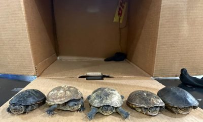 Aseguran cinco tortugas endémicas en envío a Malasia
