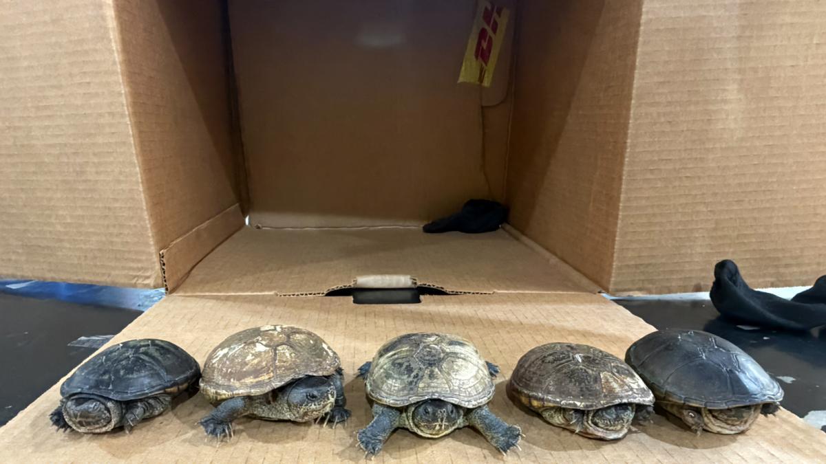 Aseguran cinco tortugas endémicas en envío a Malasia