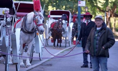 Conductores de carruajes temen por sus ingresos tras posible prohibición en Nueva York