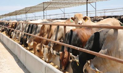 EU reanuda importaciones de ganado mexicano en nuevos puntos de entrada