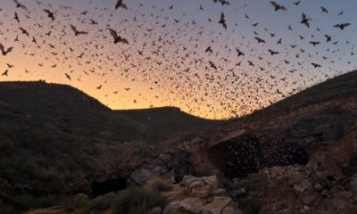 Más de 3 millones de murciélagos protegen cultivos en Chihuahua; UACH impulsa su conservación