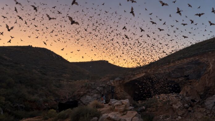 Más de 3 millones de murciélagos protegen cultivos en Chihuahua; UACH impulsa su conservación