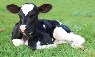 Suspenden exportación de ganado de México a Estados Unidos por fiebre aftosa
