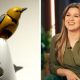 Kelly Clarkson y la controversia por un pájaro mecánico en Brooklyn
