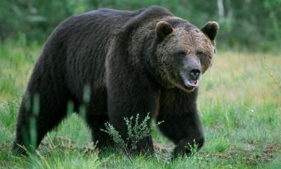 Oso mata a hombre en ataque en Mongolia