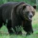 Oso mata a hombre en ataque en Mongolia