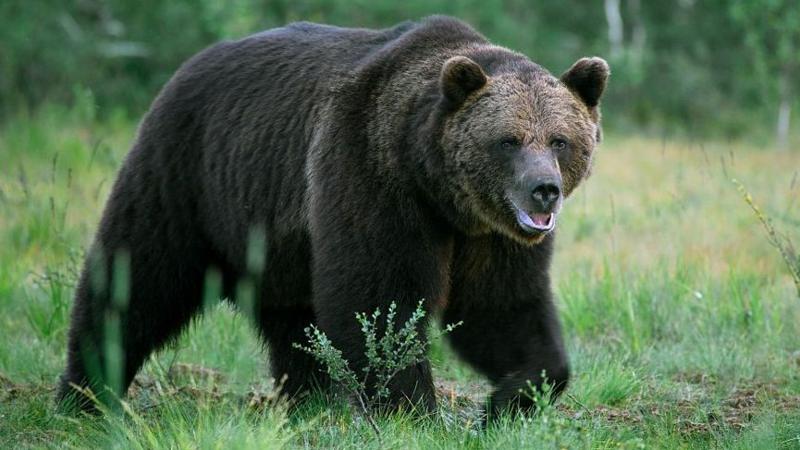 Oso mata a hombre en ataque en Mongolia