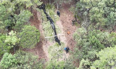 Destruyen tres plantíos de marihuana en Guerrero, Chihuahua