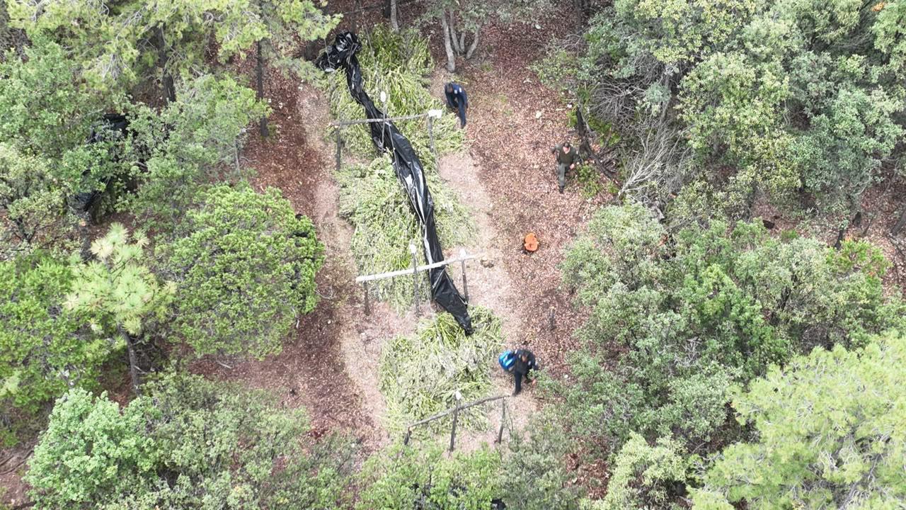 Destruyen tres plantíos de marihuana en Guerrero, Chihuahua