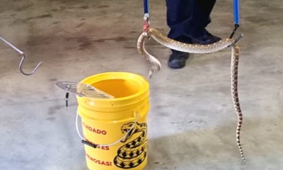 Bomberos de Chihuahua advierten sobre prevención de animales ponzoñosos