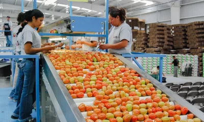 Ebrard critica cuota compensatoria de EU al tomate por elevar precios