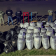 FGE asegura casi una tonelada de marihuana en Parral